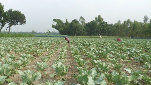 শীতকালীন সবজি চাষে ব্যস্ত জামালপুরের কৃষকরা, চান সারের সঠিক সরবরাহ
