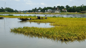 কিশোরগঞ্জে দুই কৃষকের মৃত্যু