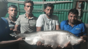 নাটোরে জেলের বড়শিতে ধরা পড়ল প্রায় ১৪ কেজির চিতল