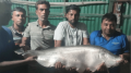 নাটোরে জেলের বড়শিতে ধরা পড়ল প্রায় ১৪ কেজির চিতল